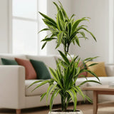 Trunchiul Fericirii (Dracena) Lemon Lime, 65 cm, 2 Tulpini, planta de apartament decorativa cu frunze verzi galbene