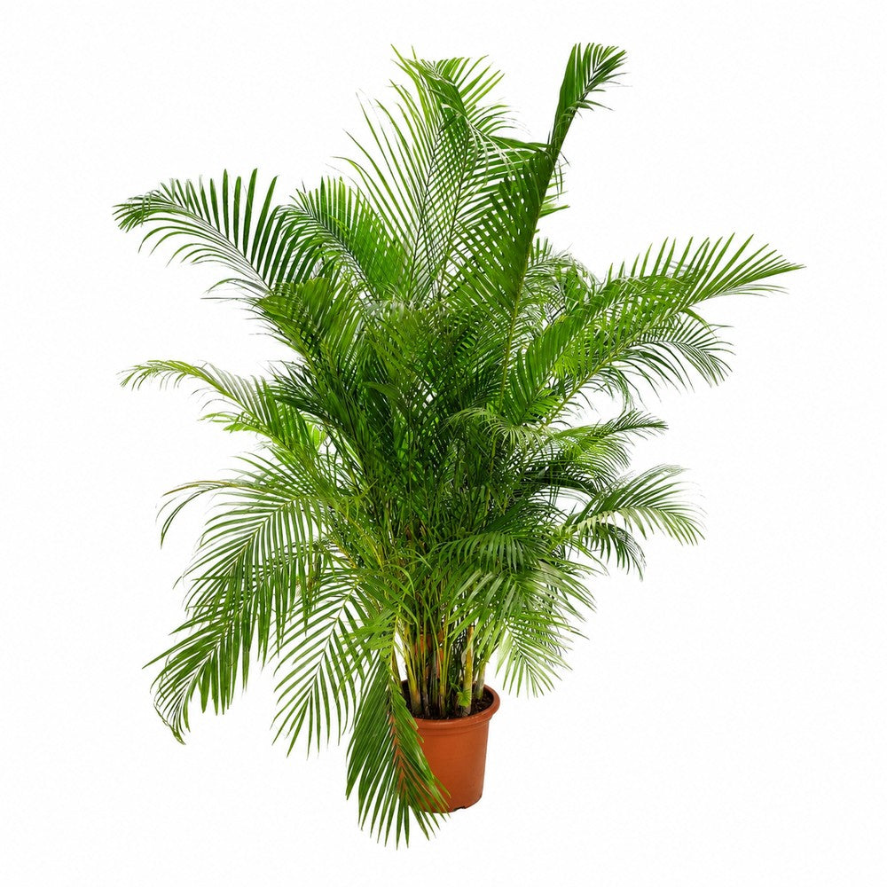 Palmier Dypsis (Areca) Lutescens - 220-250 cm