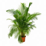 Palmier Dypsis (Areca) Lutescens - 220-250 cm