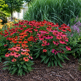 Echinacea purpurea Lakota red, flori spectaculoase rosu-intens, perena compacta rezistenta la seceta