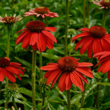Echinacea purpurea Lakota red, flori spectaculoase rosu-intens, perena compacta rezistenta la seceta
