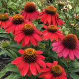 Echinacea purpurea Lakota red, flori spectaculoase rosu-intens, perena compacta rezistenta la seceta
