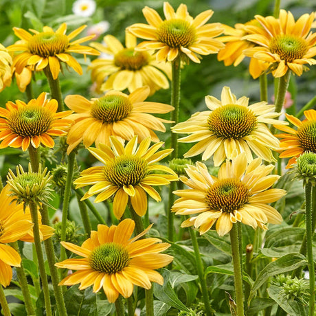 Echinacea purpurea Yellow Shades, flori galbene pentru albine, soare directa