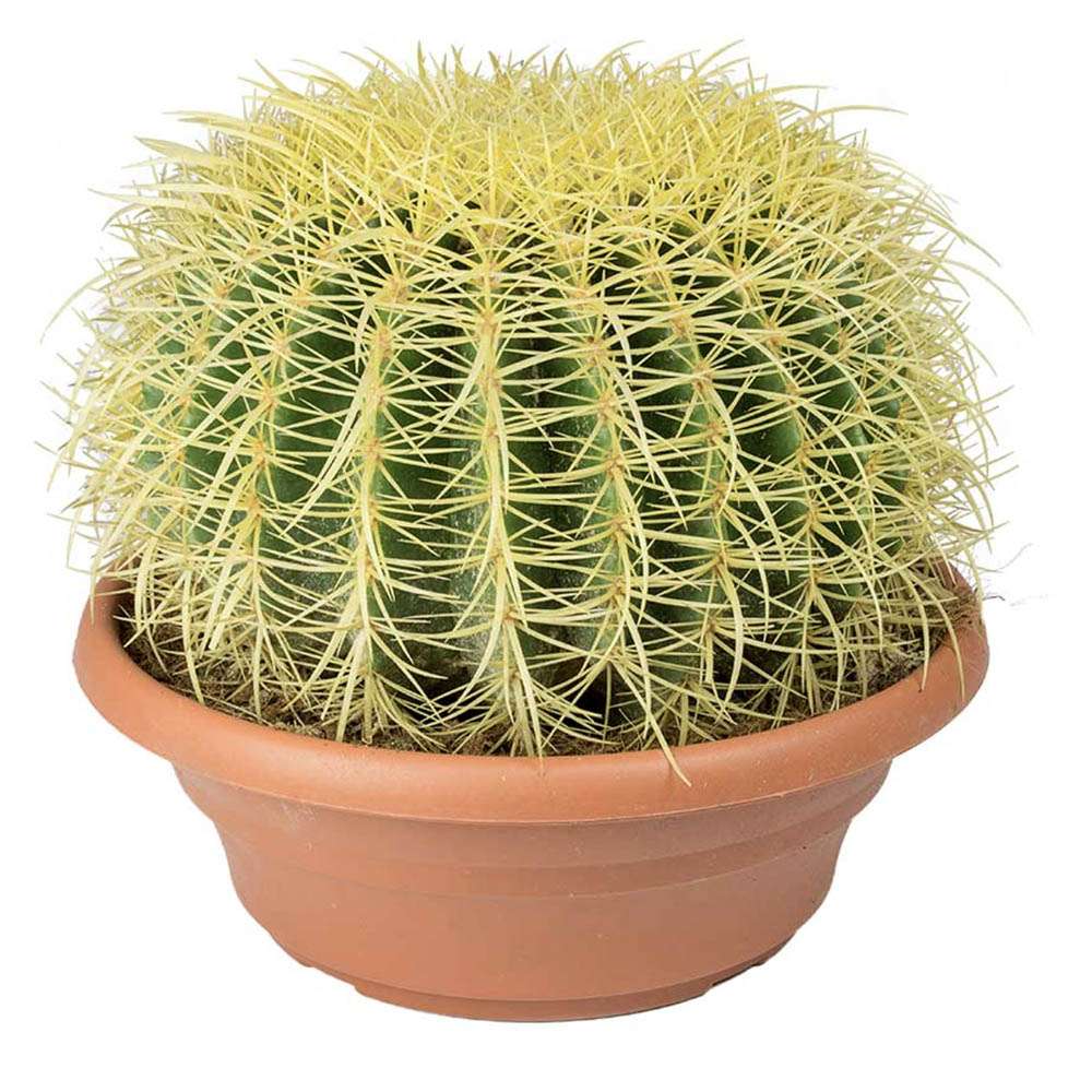 Black Friday - Reduceri Cactus Perna Soacrei Echinopsis - 20 cm Promotie