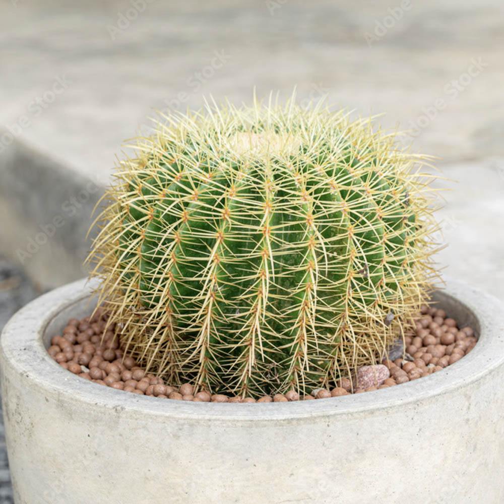 Cactus Perna Soacrei Echinopsis - 20 cm