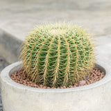 Black Friday - Reduceri Cactus Perna Soacrei Echinopsis - 20 cm Promotie