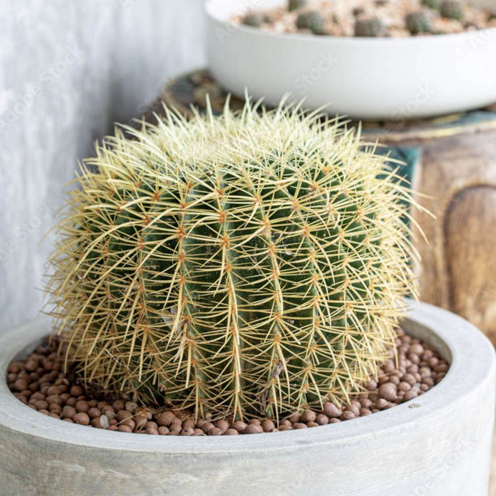 Cactus Perna Soacrei Echinopsis - 20 cm