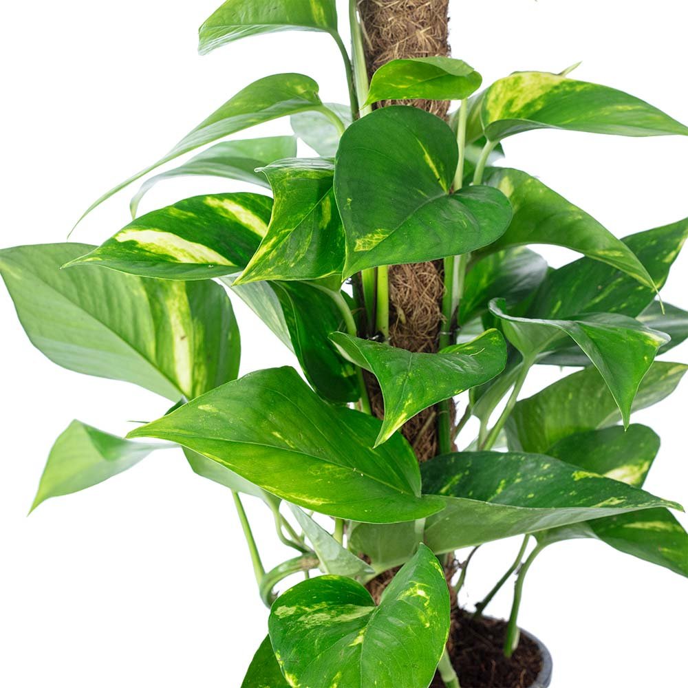 Iedera diavolului Epipremnum Aureum (Cu Suport) - 50 cm