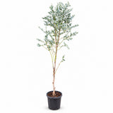 Eucalipt Gunnii Azur, tanar, 180 cm, cu tulpina lunga si subtire, fara coroana formata, vesnic verde cu frunzis albastru-argintiu, cu parfum proaspat, rezistent la ger