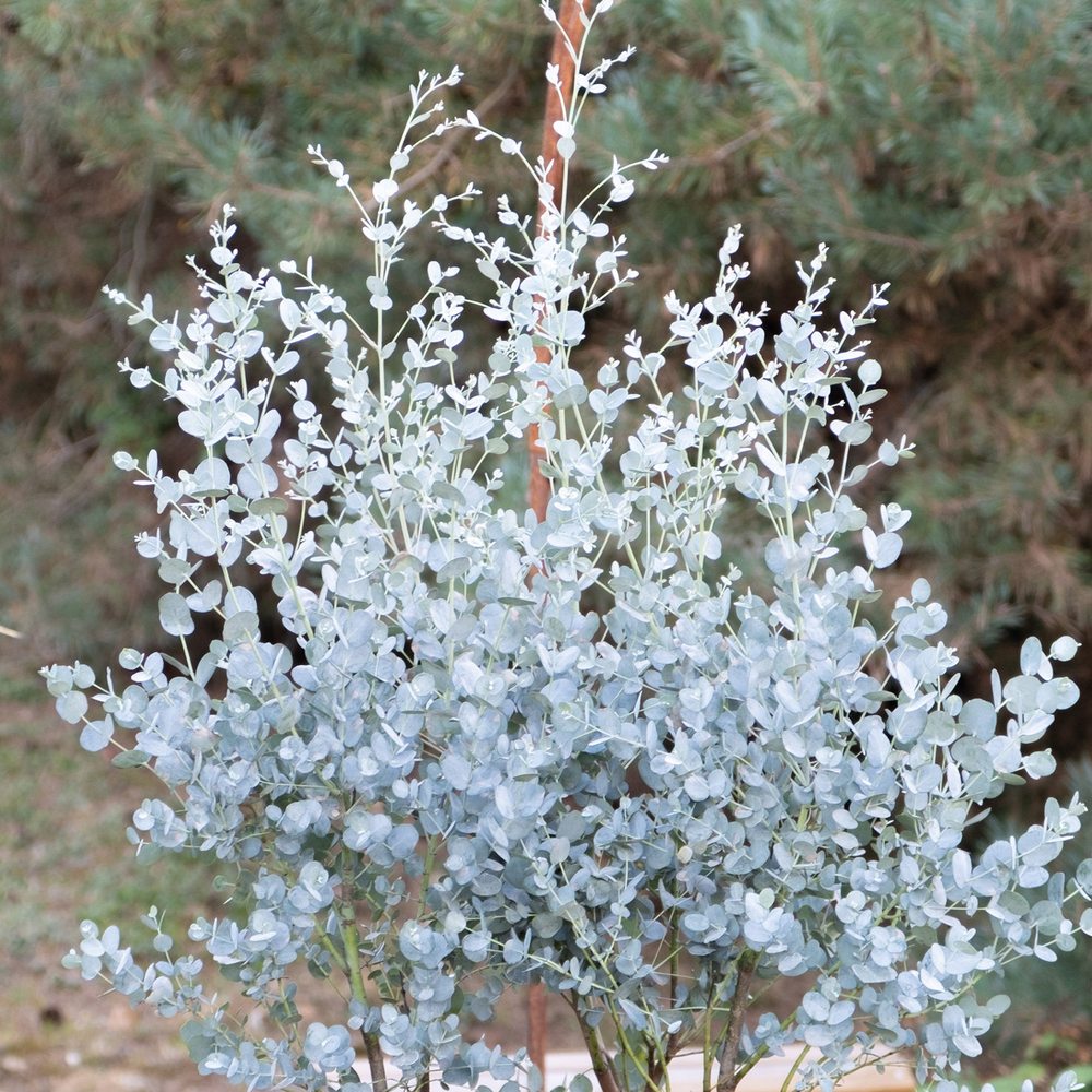 Eucalyptus gunnii Silverana, arbust ornamental cu frunzis argintiu aromat, parfumat, crestere rapida