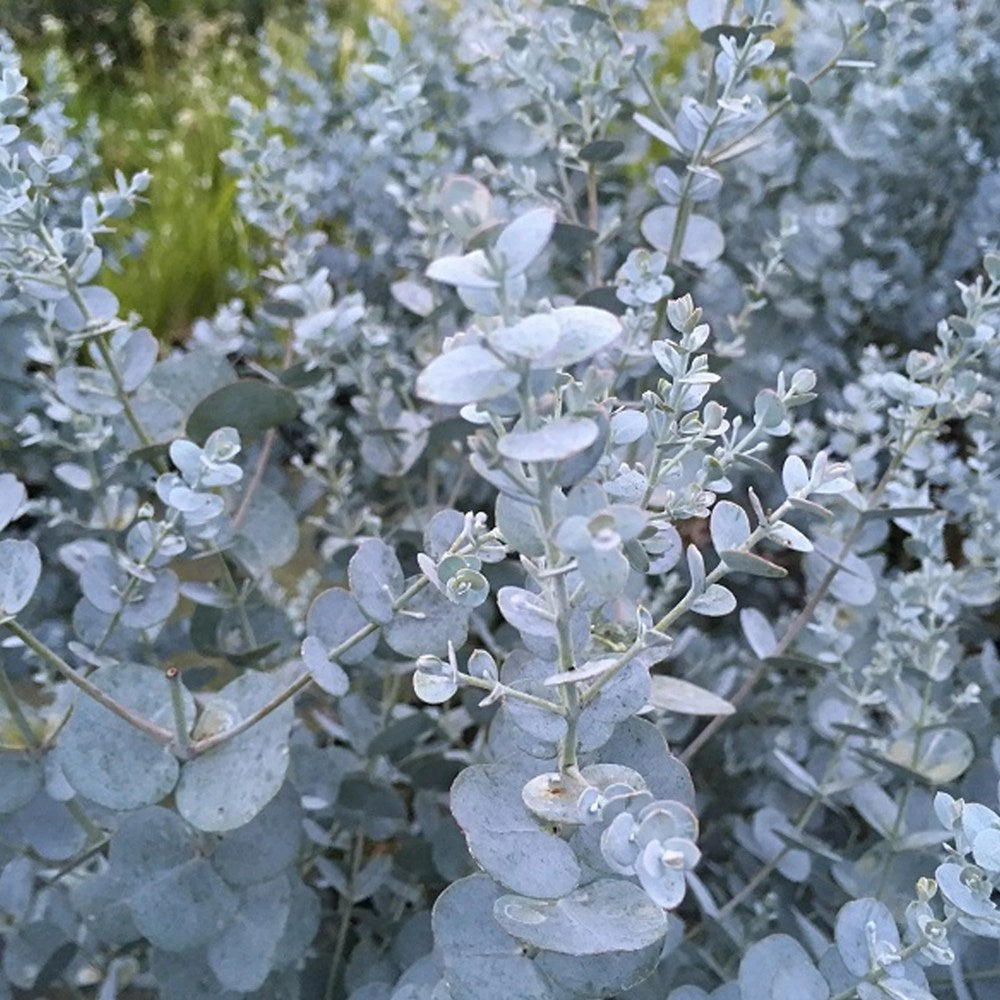 Eucalyptus gunnii Silverana, arbust ornamental cu frunzis argintiu aromat, parfumat, crestere rapida