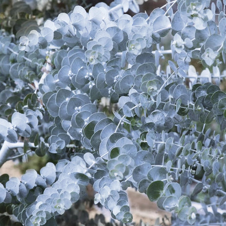Eucalyptus gunnii Silverana, arbust ornamental cu frunzis argintiu aromat, parfumat, crestere rapida