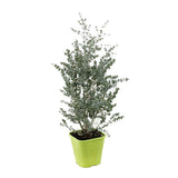 Eucalyptus gunnii Silverana, arbust ornamental cu frunzis argintiu aromat, parfumat, crestere rapida