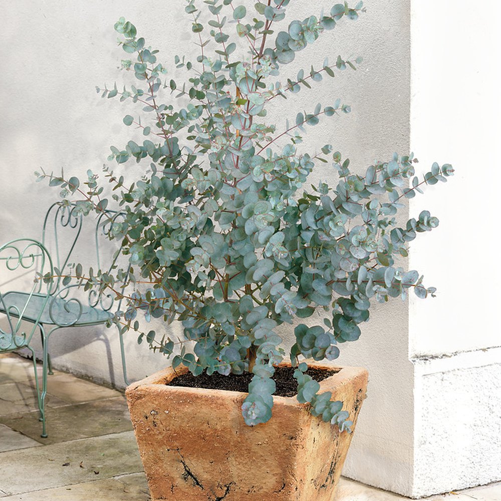 Eucalyptus gunnii Silverana, arbust ornamental cu frunzis argintiu aromat, parfumat, crestere rapida