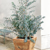 Eucalyptus gunnii Silverana, arbust ornamental cu frunzis argintiu aromat, parfumat, crestere rapida