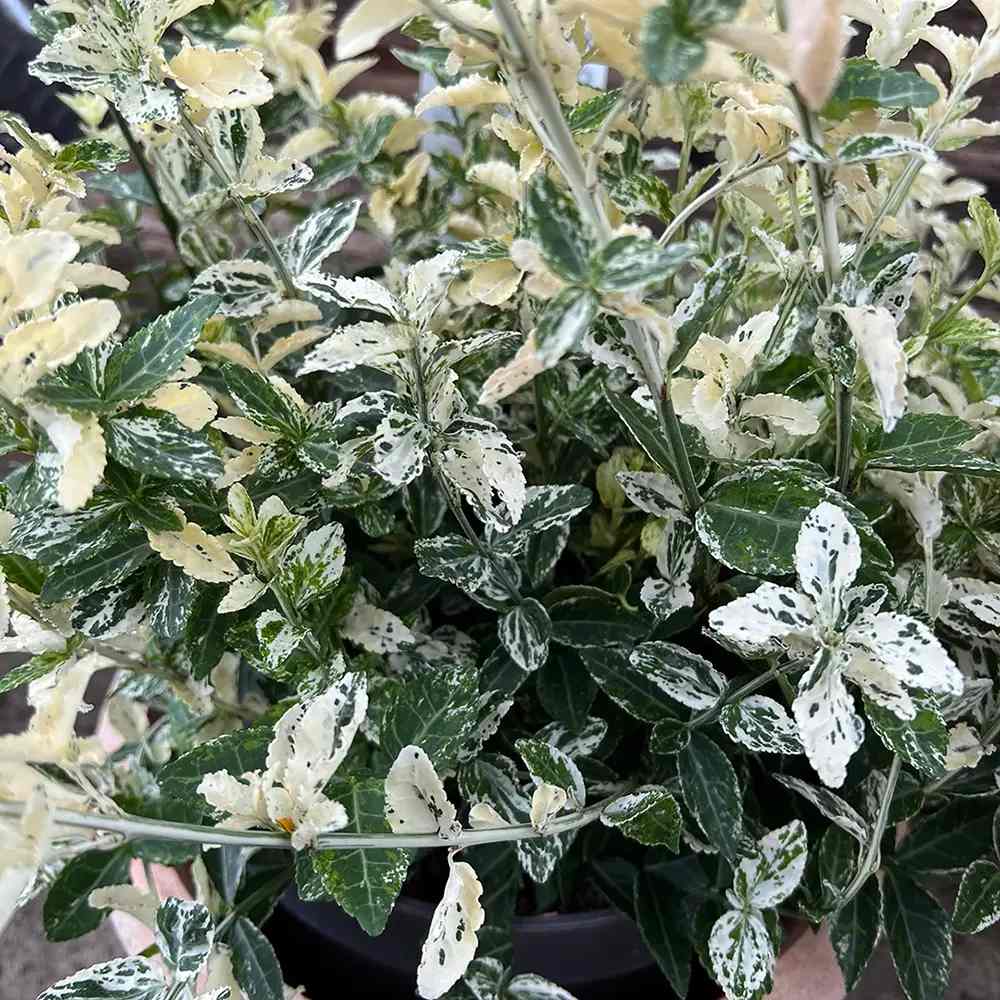 Salba Japoneza Euonimus Harlequin, cu frunzis alb-verde