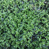 Salba Japoneza Euonimus Minimus, arbust vesnic verde pitic, compact, rezistent la ger, pentru borduri si ghiveci