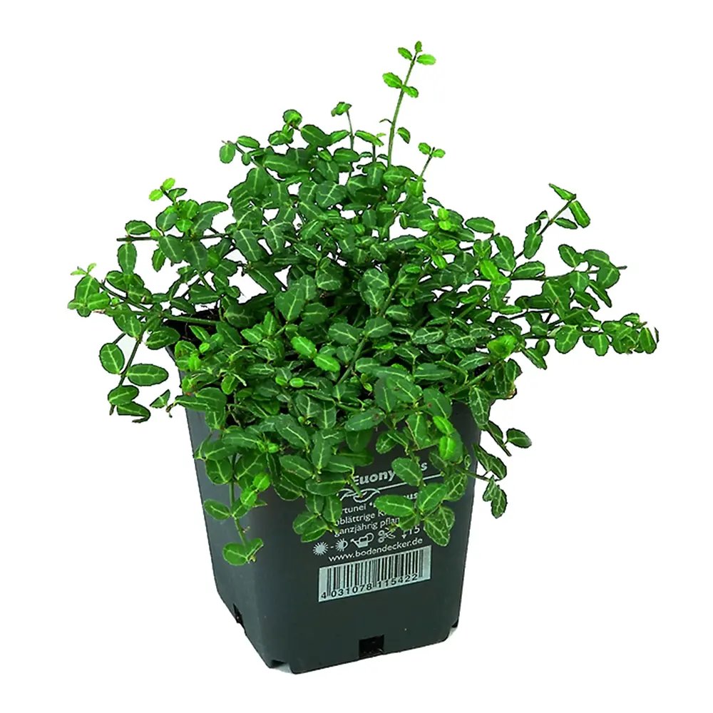 Salba Japoneza Euonimus Minimus, arbust vesnic verde pitic, compact, rezistent la ger, pentru borduri si ghiveci