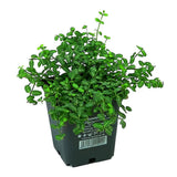 Salba Japoneza Euonimus Minimus, arbust vesnic verde pitic, compact, rezistent la ger, pentru borduri si ghiveci