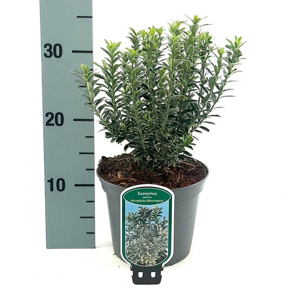 Salba Japoneza (Euonimus Albovariegatus), arbust cu frunzis variegat alb-verde, vesnic verde