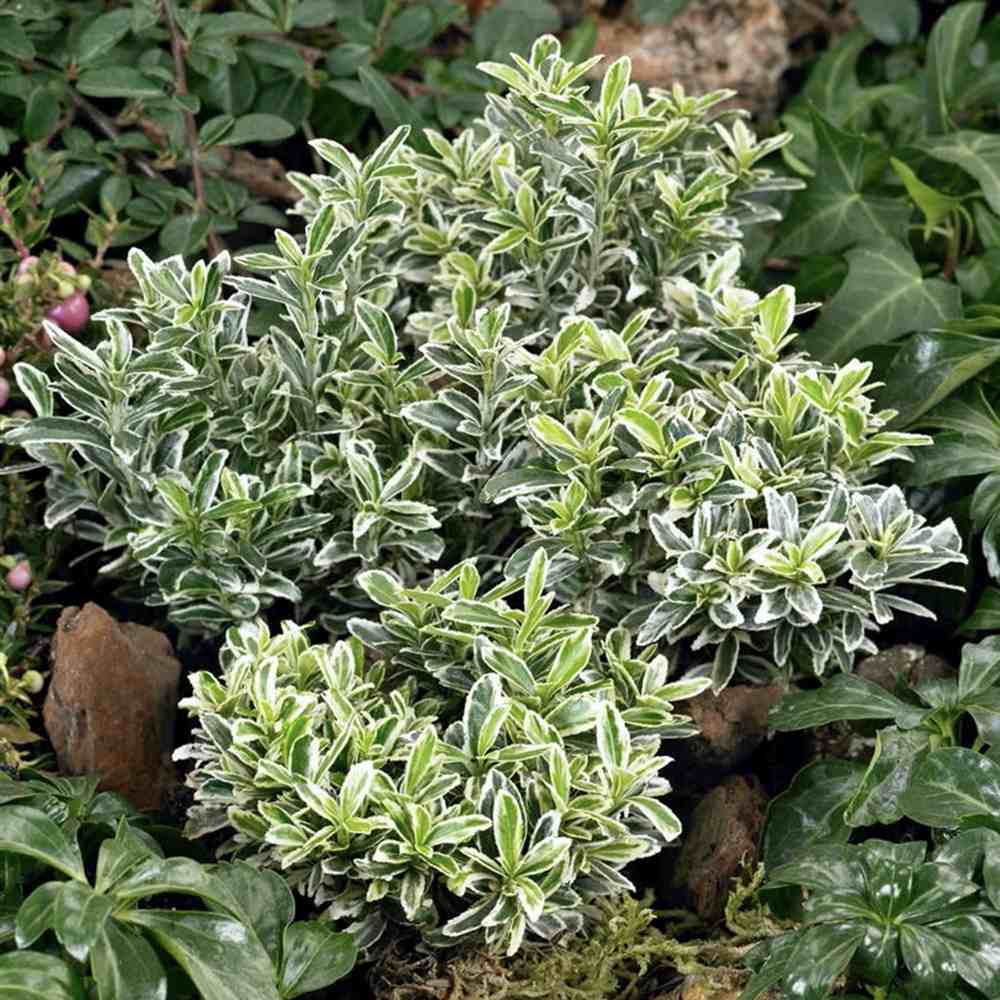Salba Japoneza (Euonimus Albovariegatus), arbust cu frunzis variegat alb-verde, vesnic verde
