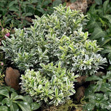 Salba Japoneza (Euonimus Albovariegatus), arbust cu frunzis variegat alb-verde, vesnic verde