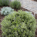 Salba Japoneza (Euonimus Albovariegatus), arbust cu frunzis variegat alb-verde, vesnic verde