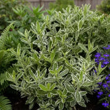 Salba Japoneza (Euonimus Albovariegatus), arbust cu frunzis variegat alb-verde, vesnic verde