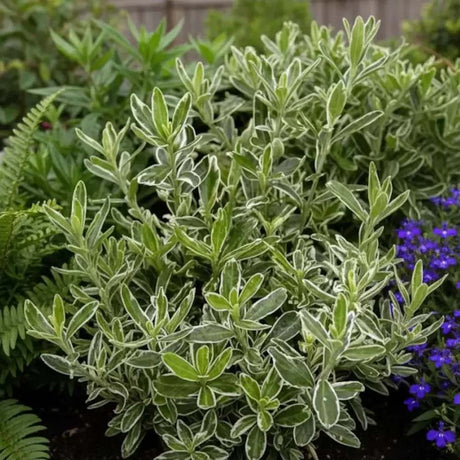 Salba Japoneza (Euonimus Albovariegatus), arbust cu frunzis variegat alb-verde, vesnic verde