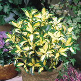 Salba Japoneza Euonimus Blondy, arbust vesnic verde variegat, compact, rezistent la ger, pentru gradina si ghiveci