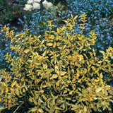 Salba Japoneza Euonimus Blondy, arbust vesnic verde variegat, compact, rezistent la ger, pentru gradina si ghiveci