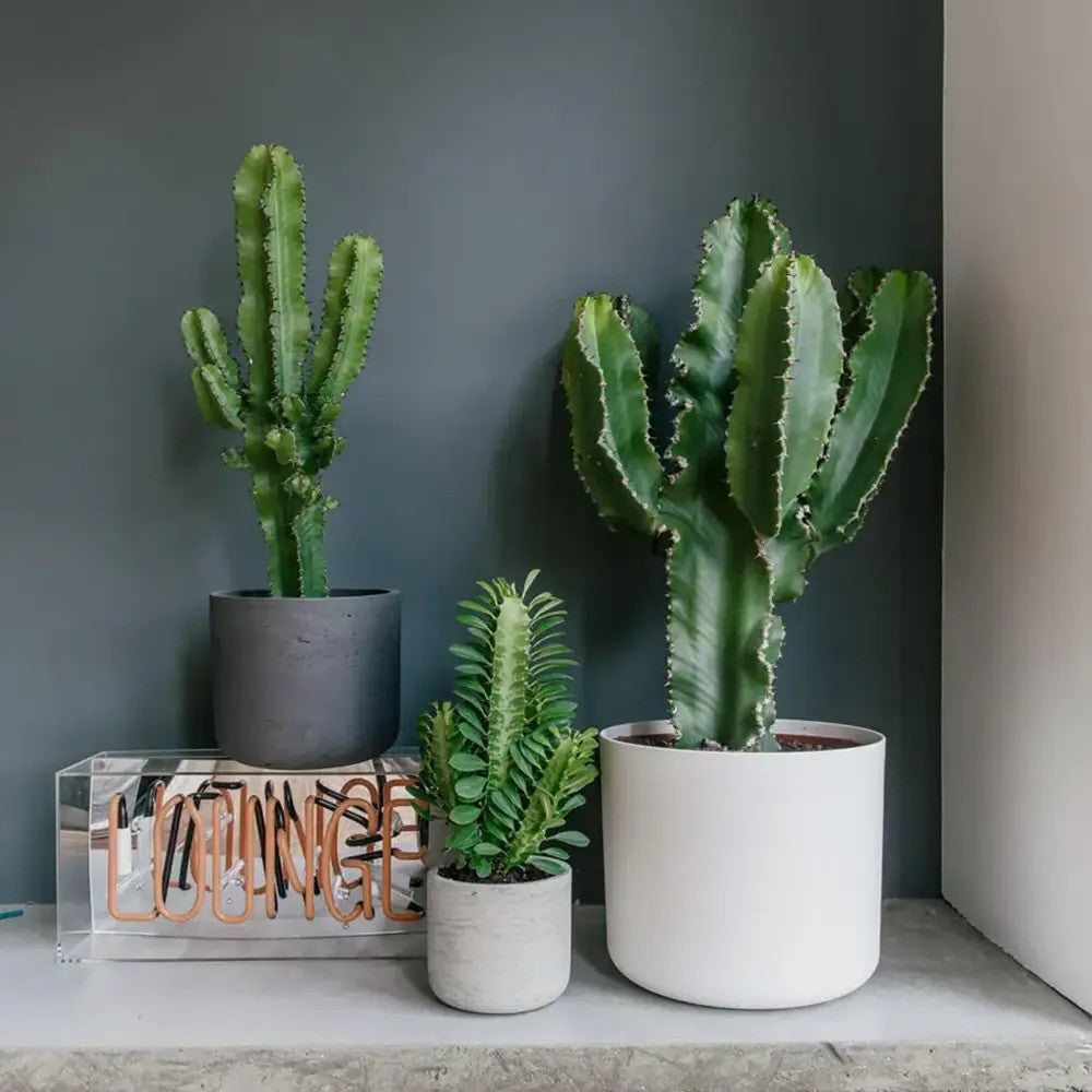 Cactus Candelabru African Trigona, tulpini verzi, aspect sculptural, fara spini, usor de ingrijit - 80 cm