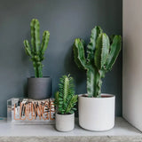 Cactus Candelabru African Trigona, tulpini verzi, aspect sculptural, fara spini, usor de ingrijit - 80 cm