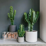 Cactusul Candelabru African Ingens, 95 cm, planta decorativa de interior mare, usor de ingrijit