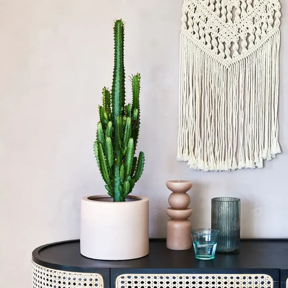 Cactusul Candelabru African Ingens, 95 cm, planta decorativa de interior mare, usor de ingrijit