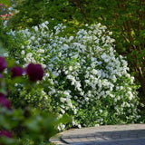 Arbustul Miresei (Exochorda macrantha) Magical Springtime, arbust ornamental de primavara, flori albe abundente aprilie mai, tufa de 2 metri, rezistent la ger, ideal pentru gradini romantice
