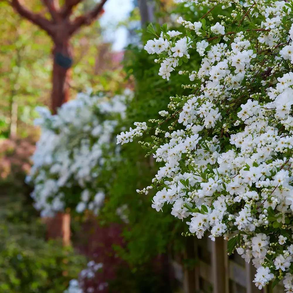 Arbustul Miresei (Exochorda macrantha) Magical Springtime, arbust ornamental de primavara, flori albe abundente aprilie mai, tufa de 2 metri, rezistent la ger, ideal pentru gradini romantice