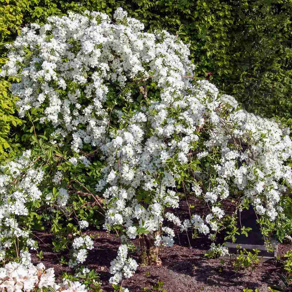Arbustul Miresei (Exochorda macrantha) Magical Springtime, arbust ornamental de primavara, flori albe abundente aprilie mai, tufa de 2 metri, rezistent la ger, ideal pentru gradini romantice