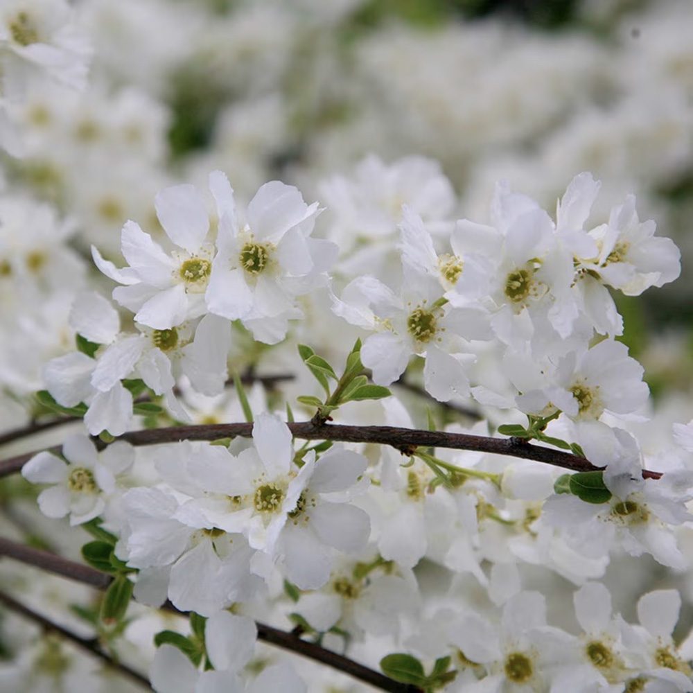 Arbustul Miresei (Exochorda macrantha) Magical Springtime, arbust ornamental de primavara, flori albe abundente aprilie mai, tufa de 2 metri, rezistent la ger, ideal pentru gradini romantice
