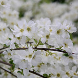Arbustul Miresei (Exochorda macrantha) Magical Springtime, arbust ornamental de primavara, flori albe abundente aprilie mai, tufa de 2 metri, rezistent la ger, ideal pentru gradini romantice
