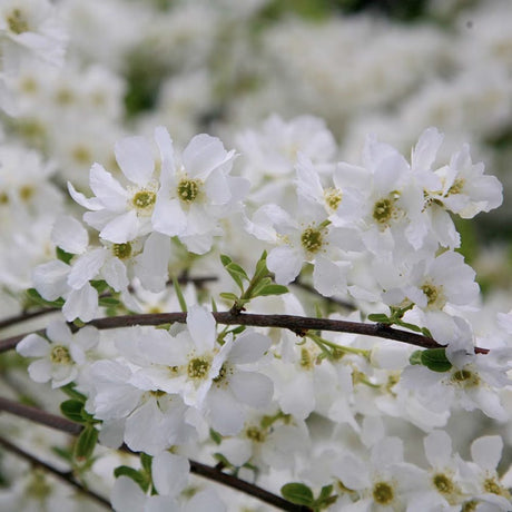 Arbustul Miresei (Exochorda macrantha) Magical Springtime, arbust ornamental de primavara, flori albe abundente aprilie mai, tufa de 2 metri, rezistent la ger, ideal pentru gradini romantice