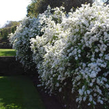 Arbustul Miresei (Exochorda macrantha) Magical Springtime, arbust ornamental de primavara, flori albe abundente aprilie mai, tufa de 2 metri, rezistent la ger, ideal pentru gradini romantice