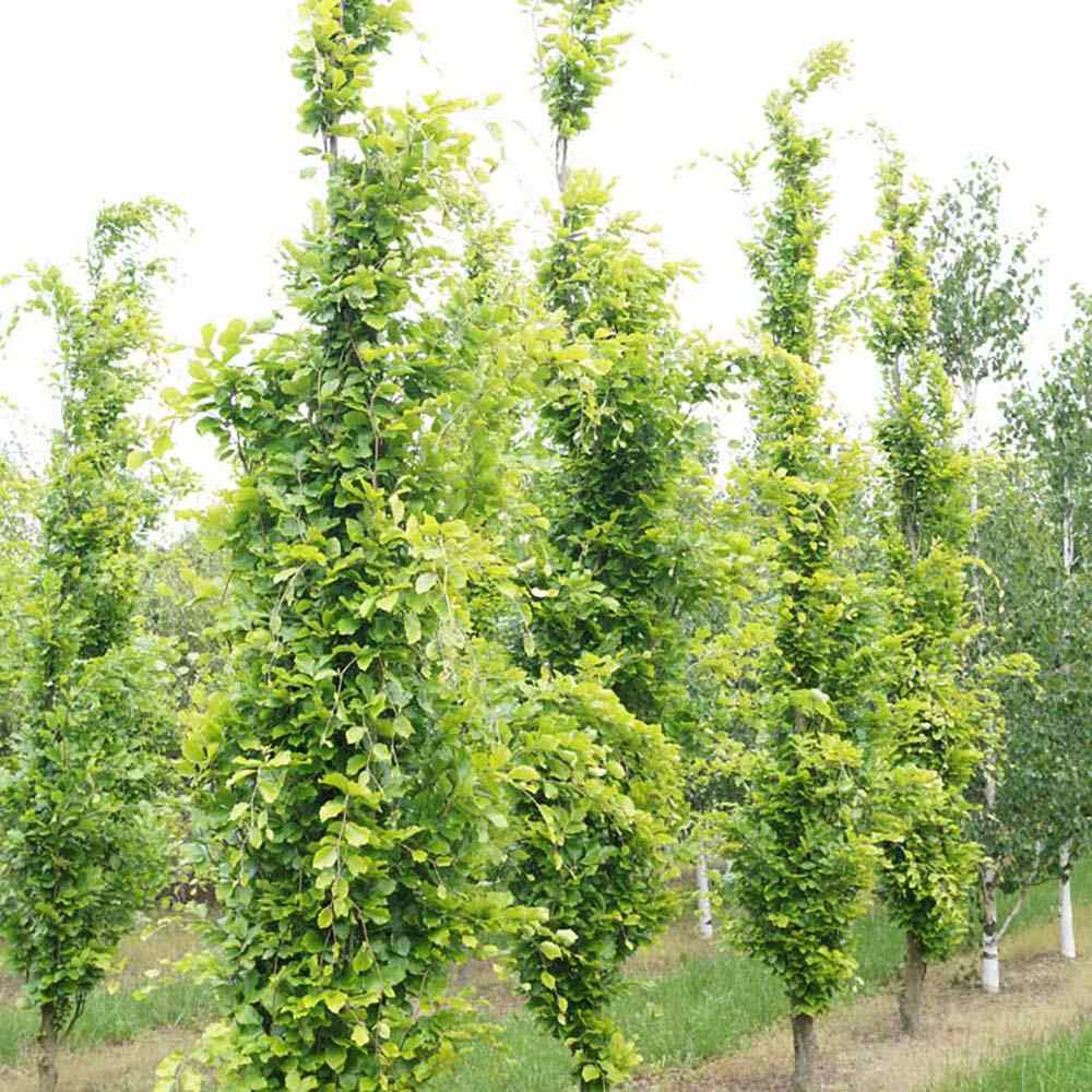 Fag Auriu (Fagus Sylvatica) Dawyck Gold - VERDENA - 100 - 125 cm inaltime, ghiveci de 7.5 l