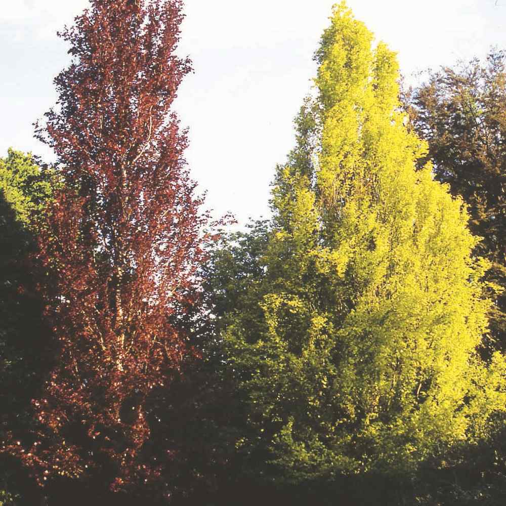 Fag Auriu (Fagus Sylvatica) Dawyck Gold