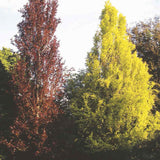 Fag Auriu (Fagus Sylvatica) Dawyck Gold