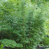 Bambus de gradina (Fargesia Rufa) Robusta Wolong, neinvaziv, rezistent la frig, gard viu dens