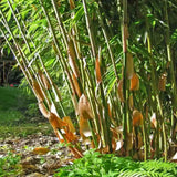 Bambus de gradina (Fargesia Rufa) Robusta Wolong, neinvaziv, rezistent la frig, gard viu dens