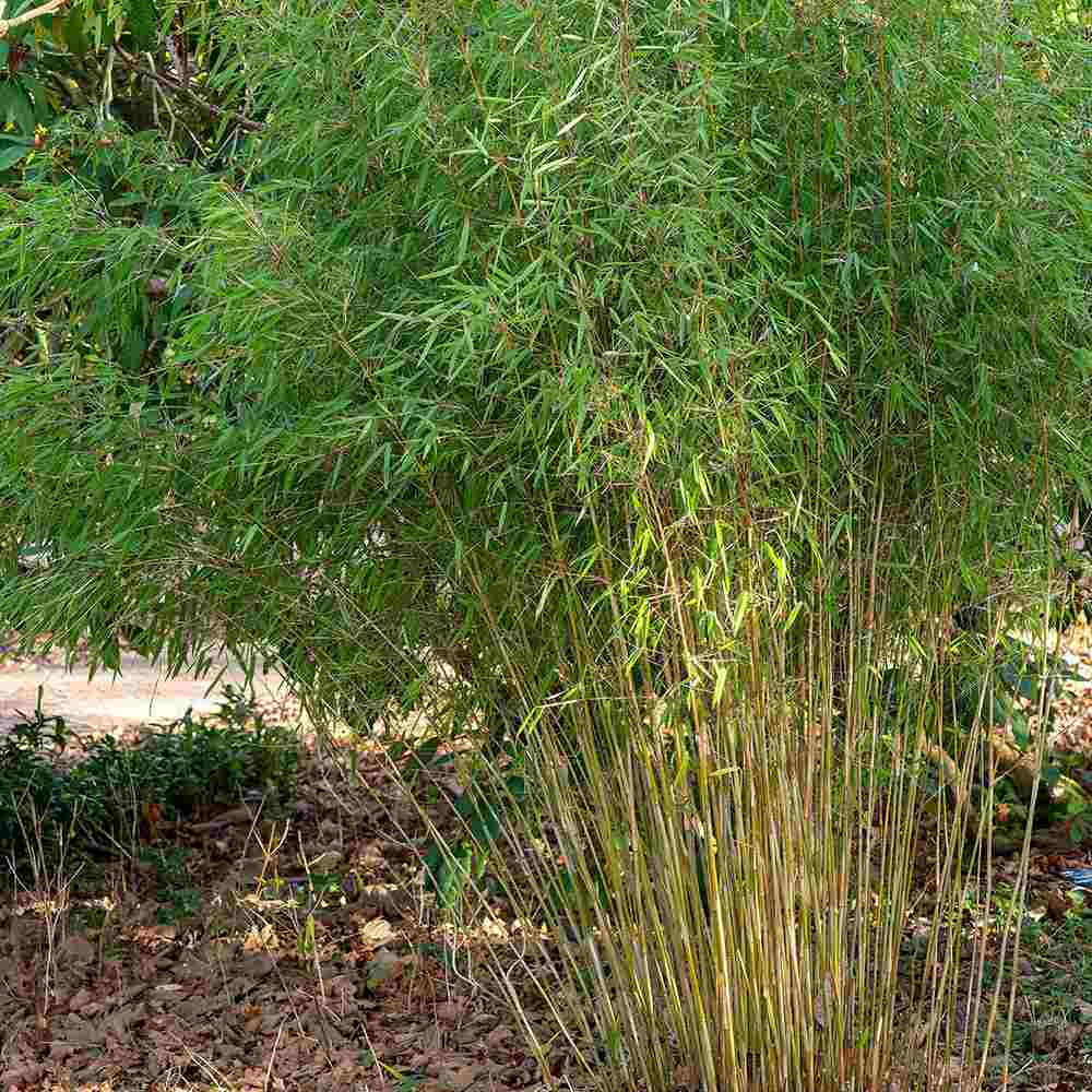 Bambus de gradina (Fargesia Rufa) Winter Joy, neinvaziv, rezistent la frig, gard viu vesnic verde