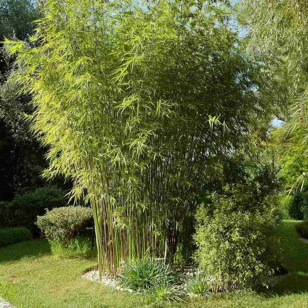 Bambus de gradina (Fargesia Rufa) Winter Joy, neinvaziv, rezistent la frig, gard viu vesnic verde