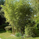 Bambus de gradina (Fargesia Rufa) Winter Joy, neinvaziv, rezistent la frig, gard viu vesnic verde